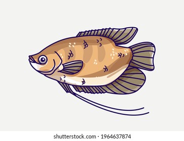 Gourami Fish Vector Illustration. Fish Illustration with isolated Background