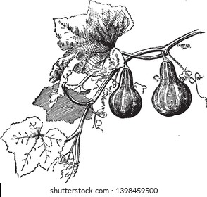 Gourd is any of various hard-rinded inedible fruits of plants often used for ornament or for vessels and utensils, vintage line drawing or engraving illustration.