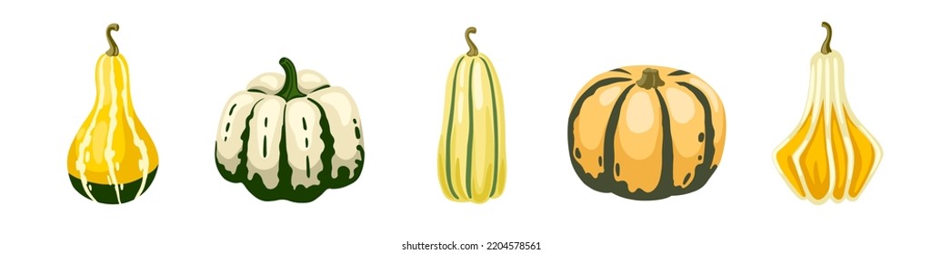 Gourd, pumpkin, squash hand drawn isolated vector illustration. Vegetables set.