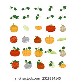 Gourd, pumpkin, squash hand drawn cartoon illustration. Autumn harvest. Decorative vegetables for halloween and thanksgiving holiday. Isolated vector elements.