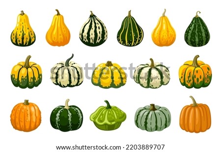 Gourd, pumpkin, squash hand drawn cartoon illustration. Decorative vegetables for halloween and thanksgiving holiday. Isolated vector elements.