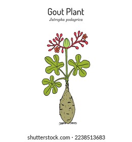 Gout Plant, or Buddha Belly Plant (Jatropha podagrica), ornamental and medicinal plant. Hand drawn botanical vector illustration