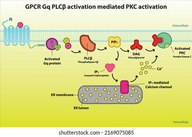 GPCR Gq Signaling Pathway Diagram - Via PLC Beta, PIP2, DAG, IP3. Cellular Response Biochemical Infographic For Pharmacology Education.