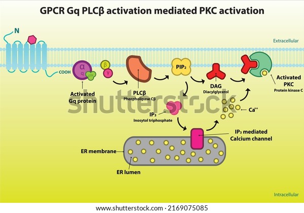 GPCR Gq signaling pathway diagram - via PLC\
beta, PIP2, DAG, IP3. Cellular response biochemical infographic for\
pharmacology education.