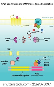 GPCR Gs Signaling Pathway Diagram - PKA Mediated Gene Transcription Activation. Cellular Response Biochemical Infographic For Pharmacology Education.