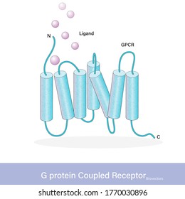 GPCR Also Known G Protein Coupled Receptor Of Cell Signalling Vector Illustration Eps