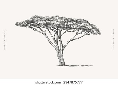 Graceful acacia in engraving style. Hand-drawn African savannah plant. Vintage botanical illustration on a light isolated background.