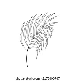  Una rama elegante de una palmera tropical. Ilustración vectorial botánica de una rama dibujada a mano sobre un fondo blanco.