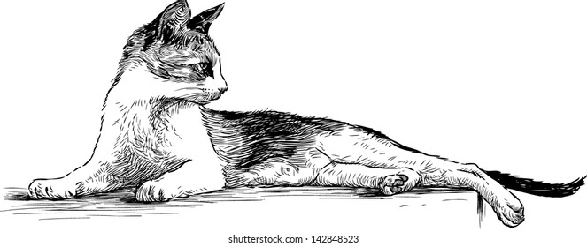 graceful cat
