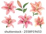 A graceful collection of pink lily watercolor illustrations featuring blooming flowers, buds, and lush green leaves. Perfect for creative designs.
