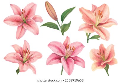 A graceful collection of pink lily watercolor illustrations featuring blooming flowers, buds, and lush green leaves. Perfect for creative designs.
