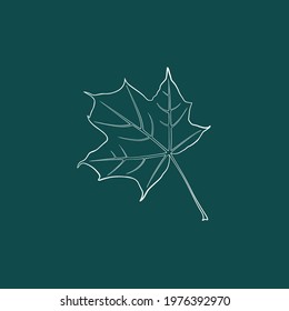 A graceful contoured maple leaf. Vector isolated element. White line logo on a green background. Garden plant.Summer or spring design