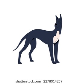 Graceful dog of Great Dane breed. Cautious bewared doggy looking suspicious, skeptical. Funny cute tall canine animal pet with cropped ears. Flat vector illustration isolated on white background