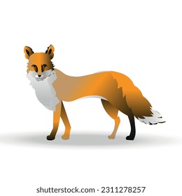 Graceful Fox in Vector Illustration: A Striking Portrait of the Enigmatic Forest Dweller on a Clean White Background.