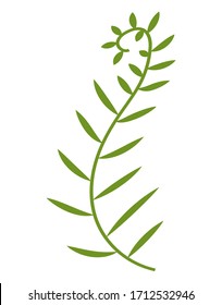 Silueta de algas verdes en forma de espiral con hojas. Pintura de ilustración vectorial. La planta es un tallo delgado con pequeñas hojas largas. Serie de plantas tropicales y animales.