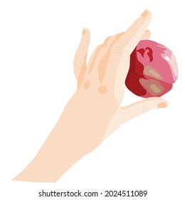 A graceful hand holds a red ripe apple. Vector stock illustration isolated on white background.