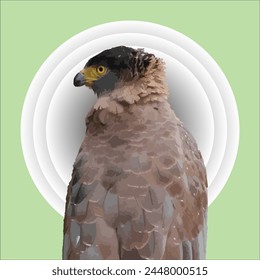 graceful hawk, bird, hawk, vector, beautiful, logo.