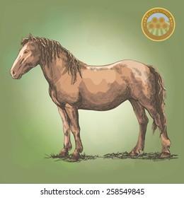 graceful horse posing in a standing position. Vector colored illustration