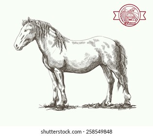 graceful horse posing in a standing position vector sketch on a white background