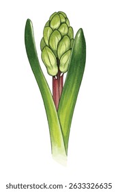 Ilustração graciosa de um jacinto roxo em plena flor, com pétalas exuberantes e sombreamento delicado. Perfeito para impressões botânicas, decoração caseira e desenhos florais elegantes.