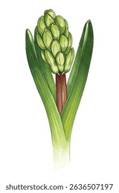 Graceful  illustration of a purple hyacinth in full bloom, with lush petals and delicate shading. Perfect for botanical prints, home decor, and elegant floral designs.