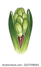 Graceful  illustration of a purple hyacinth in full bloom, with lush petals and delicate shading. Perfect for botanical prints, home decor, and elegant floral designs.