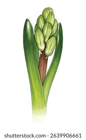 Graceful  illustration of a purple hyacinth in full bloom, with lush petals and delicate shading. Perfect for botanical prints, home decor, and elegant floral designs.