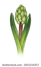 Graceful  illustration of a purple hyacinth in full bloom, with lush petals and delicate shading. Perfect for botanical prints, home decor, and elegant floral designs.