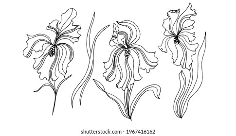 Graceful irises. Linear drawing. Vector illustration for coloring book.