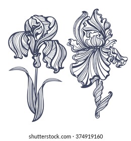 graceful isolated iris in vintage style Art Nouveau. It can be used as embossing, tattoo, postcards or engraving