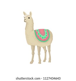 Graceful llama alpaca animal in ornamented poncho vector Illustration on a white background