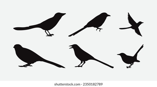 Graceful Magpie Silhouettes Set, Captivating Avian Bird Forms for Varied Creative Projects