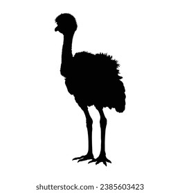 Graceful Ostrich Silhouette on Clean White Backdrop
