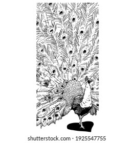 graceful peacock with a large beautiful tail. vector illustration