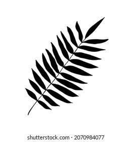 
A graceful plant. The isolated object on a white background.