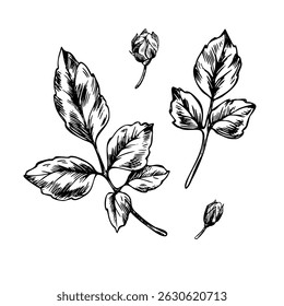 Graceful rose buds and leaves. Graphic line art hand drawn ink black and white illustration vector clip art. Set of separate elements isolated