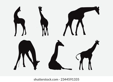 Graceful Silhouettes of Majestic Giraffes, A Collection of Elegantly Crafted Giraffe Forms for Your Creative Projects