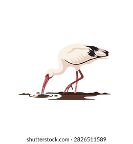 Graceful Stork Bird Foraging in Water Isolated on White Background Vector Illustration for Nature