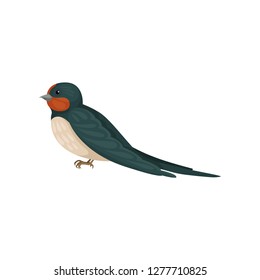 Graceful swallow bird with colored plumage, side view vector Illustration on a white background