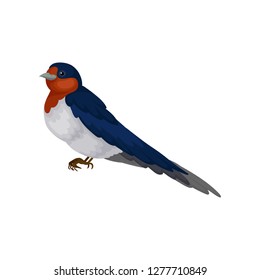 Graceful swallow bird with red plumage around the beak and dark blue wings. side view vector Illustration on a white background
