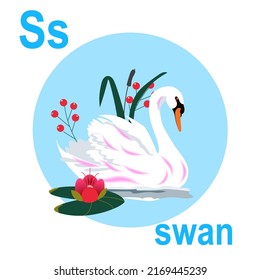Graceful swan, bright white against the sky and lake, ABC, children's banner. A postcard, a poster with the alphabet.  Game room design. S is for the swan. Vector