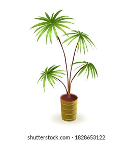 Graceful tropical palm tree on a white background for interior design of a house, villa. Isometric vector illustration