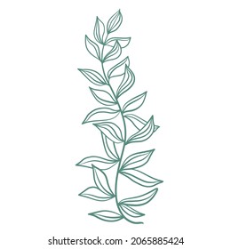 Graceful twig with leaves, botanical element vector illustration. A sketch of a branch with sheets. Natural decoration for cards, banners and templates.