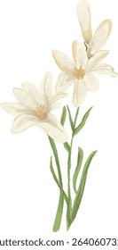 Graceful white lily blossoms with soft yellow accents and slim green stems, this illustration brings a clean and natural elegance to your projects—ideal for wedding designs, journals, or decoration.
