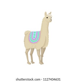 Graceful white llama alpaca animal in ornamented poncho vector Illustration on a white background