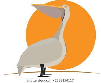 Graceful white pelican bird isolated on white background. Pelican icon. Birdwaching and Nature concept Vector flat or cartoon illustration.