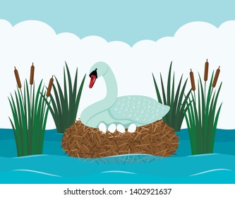 A graceful white swan sits on a snide with eggs in a pond with reeds. Landscape pond. flat vector illustration