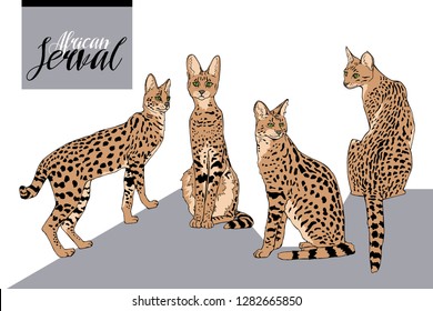 Graceful wild cats. African Servals. Set is a collection characters. Hand drawn style print. Vector illustration.
