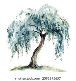 Graceful willow tree  illustration with cascading branches and lush green foliage. Perfect for nature-themed designs, art prints, and botanical projects.