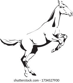 Graceful young impulsive horse in a jump